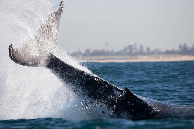 Humpback Whale Encounter Tour from Newcastle - Wet Weather Gear, Photos, And What To Wear
