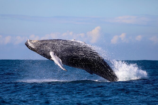 Humpback Whale Encounter Tour from Newcastle - Newcastle Harbour To Offshore Scanning: The 2-Hour Flow