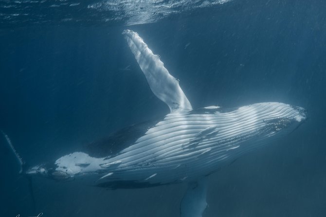 Humpback Whale Safari - Key things I’d zero in on before you go