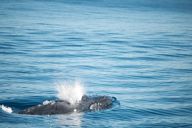 Humpback Whale Safari - Coral Bay and Ningaloo: why this whale day feels different