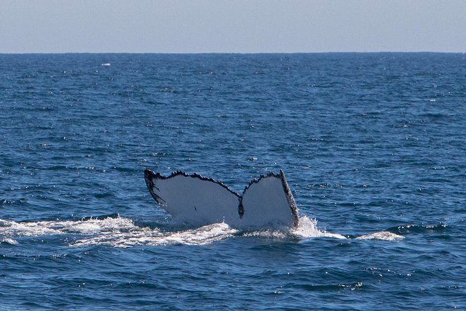 Humpback Whale Safari - Food, sparkling wine, and photos that actually reduce stress
