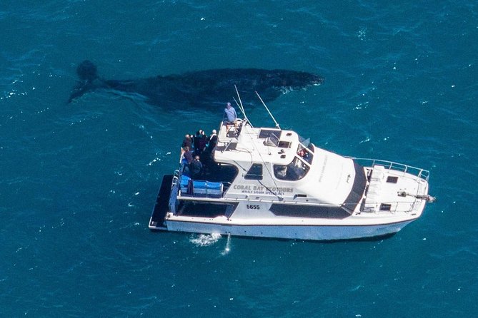 Humpback Whale Safari - Who this Coral Bay humpback safari suits best