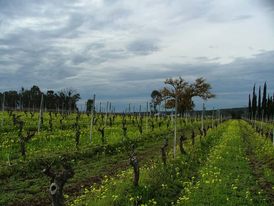 Hunter Valley: Uncork the Hunter Full-Day Wine Tour - Chocolate and Wine Matching: Dessert Becomes Part of the Lesson