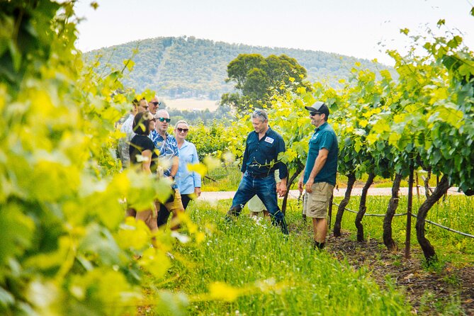 Hunter Valley Wine Tasting Tour from Sydney - Why This Hunter Valley Wine Trip Runs So Smoothly