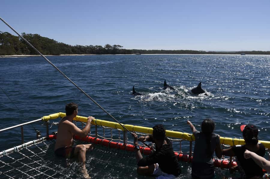 Huskisson: Dolphin Cruise & Boom Netting Experience - Jervis Bay’s Bottlenose Dolphins, and Why This Cruise Is Different