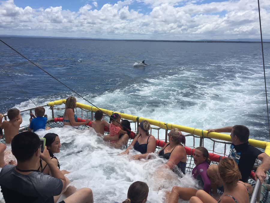 Huskisson: Dolphin Cruise & Boom Netting Experience - Boom Netting on the Water: The Fun, Floating Jacuzzi Feeling