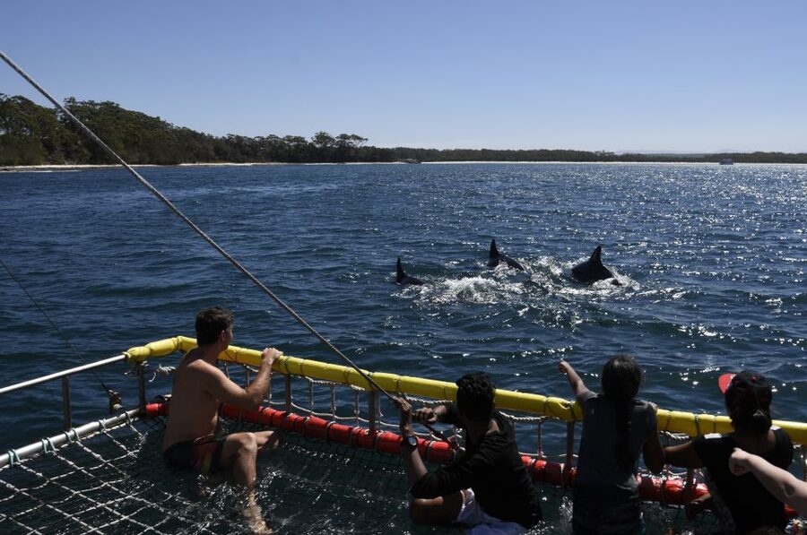 Huskisson: Dolphin Cruise & Boom Netting Experience - Meeting Point in Huskisson: Portside Cafe Timing That Actually Matters