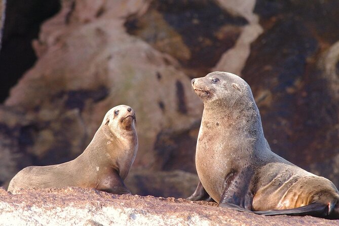 Ile Des Phoques and Maria Island Cruise and Walk Day Tour with Lunch - Quick hits before you commit