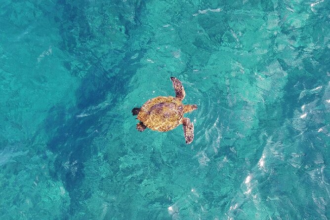 Inner Reef Explorer - 30 minute Reef Scenic Flight - Guides and commentary: turning the flight into understanding