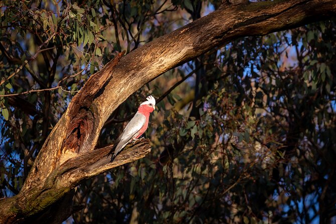 Intimate Blue Mountains Wild Kangaroos & Sunset for Nature Lovers - Setting out from Sydney Harbour with a small-group rhythm