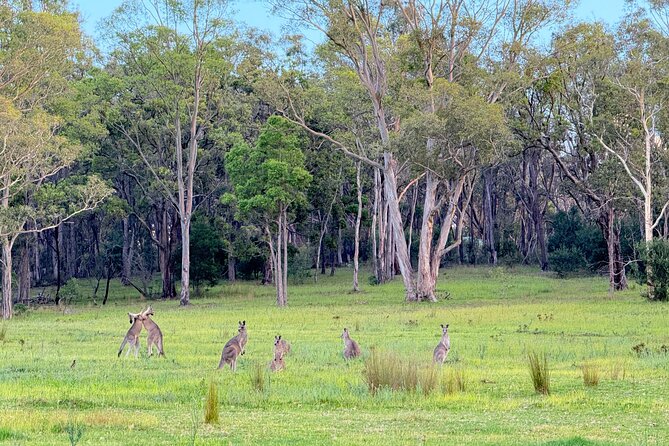 Intimate Blue Mountains Wild Kangaroos & Sunset for Nature Lovers - Price and value: what you are really paying for at $143.45