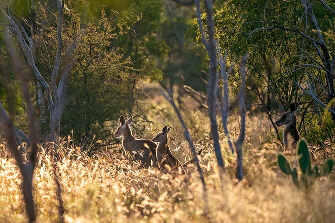 Intimate Blue Mountains Wild Kangaroos & Sunset for Nature Lovers - Blue Mountains National Park walks where the crowd heat drops