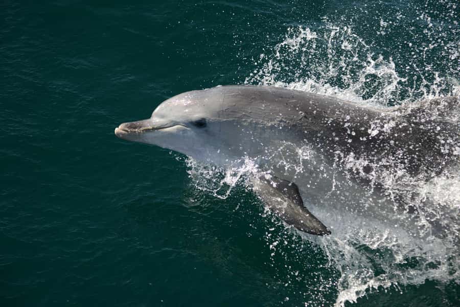 Jervis Bay: 2-Hour Cruise of Jervis Bay Passage - Weather, waves, and seasickness: the part nobody should ignore