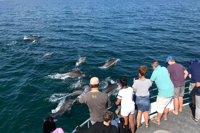 Jervis Bay Dolphin Cruise - Why Jervis Bay dolphin watching feels more natural than a hit-or-miss cruise