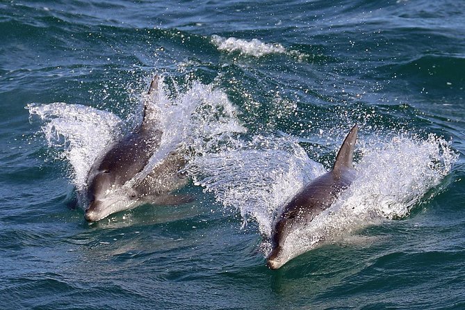 Jervis Bay Dolphin Cruise - The dolphins part: bottlenose pods, odds, and why local knowledge matters
