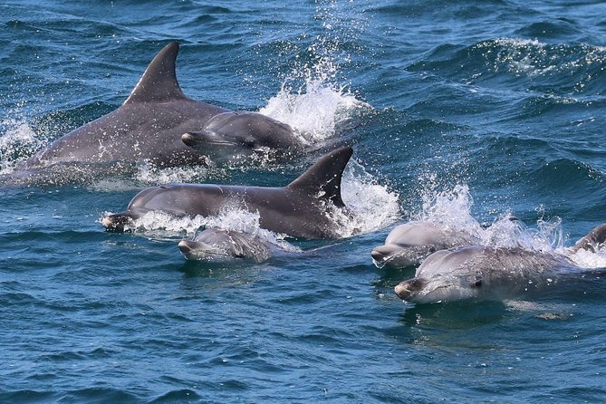 Jervis Bay Dolphin Cruise - What happens on the cruise, and how the loop around the bay works