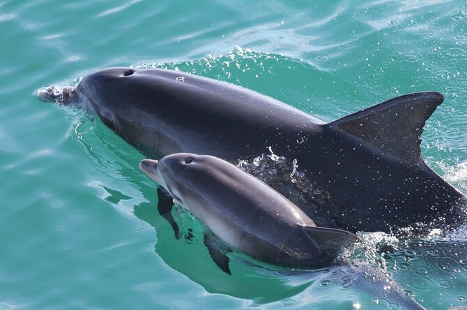 Jervis Bay Passage Tour - The Jervis Bay Passage route: sea cliffs, beaches, and wildlife