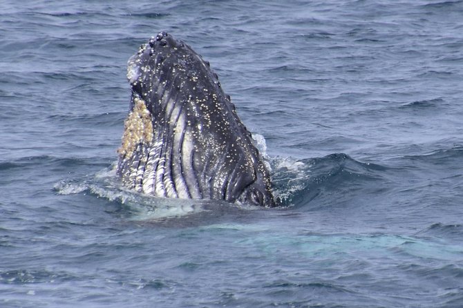Jervis Bay Whale Watching Tour - Quick hits before you go