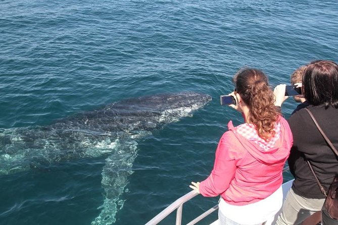 Jervis Bay Whale Watching Tour - Why Jervis Bay’s winter humpbacks matter (and when you’ll spot them)