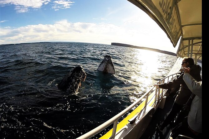 Jervis Bay Whale Watching Tour - Huskisson departure and the 2-hour rhythm on the water