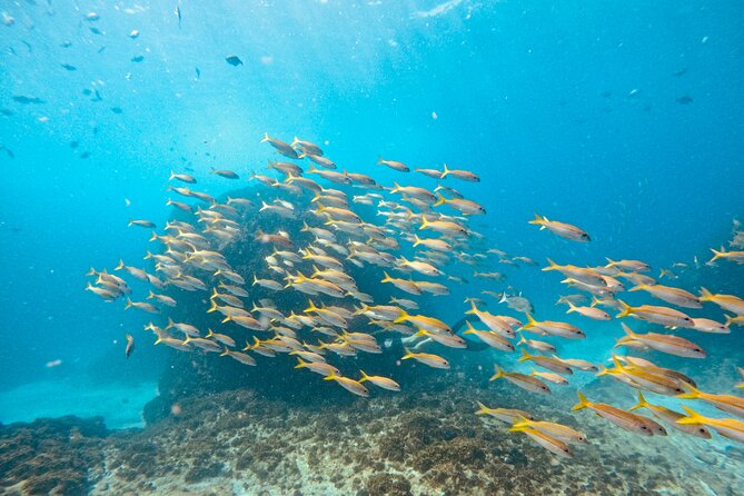 Julian Rocks: Premier Snorkeling Tour Byron Bay - Snorkeling With a Marine Biologist: How You Actually Get Great Views