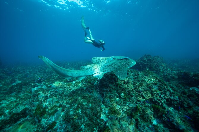 Julian Rocks: Premier Snorkeling Tour Byron Bay - What You Need to Know Before You Get in the Water