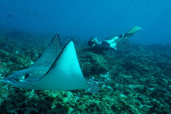 Julian Rocks: Premier Snorkeling Tour Byron Bay - Price and Value: Is $92.52 Worth It?