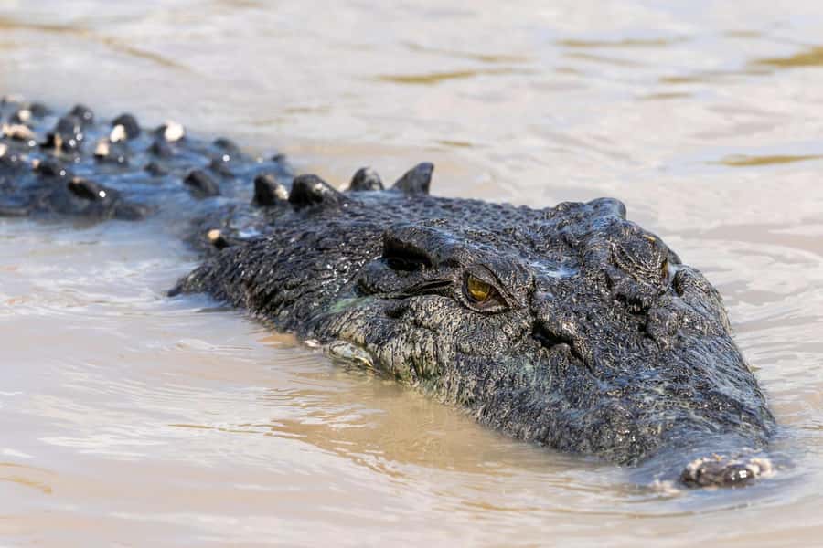 Jumping Crocodile Cruise from Darwin Half-Day Scenic Trip - Key takeaways before you go