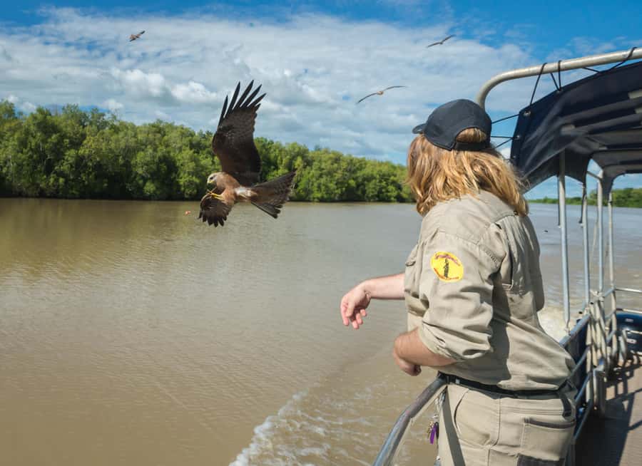 Jumping Crocodile Cruise from Darwin Half-Day Scenic Trip - Price and value: is $99 a fair deal for a half-day cruise?