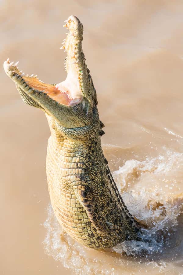 Jumping Crocodile Cruise from Darwin Half-Day Scenic Trip - Who this cruise suits best, and who should think twice