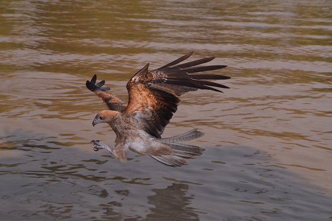 Jumping Crocodile Cruise with lunch - Key highlights you will feel right away