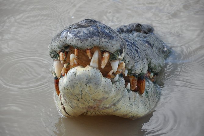 Jumping Crocodile Cruise with lunch - Why this Darwin crocodile cruise works (even if you have seen animals before)