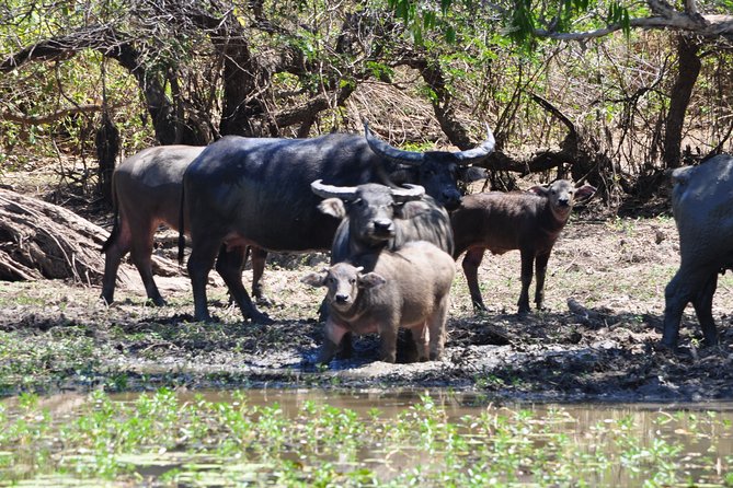 Jumping Crocodile Cruise with lunch - The Adelaide River cruise on Pathfinder: how the jumping feeding actually plays