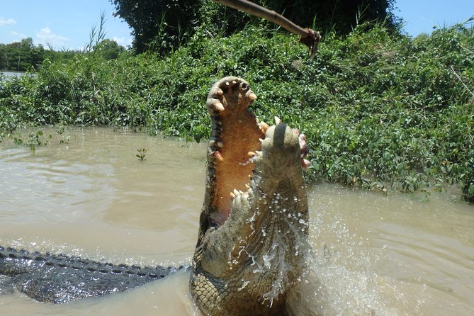 Jumping Crocodile Cruise with lunch - Price and value: is €109.81 worth it?