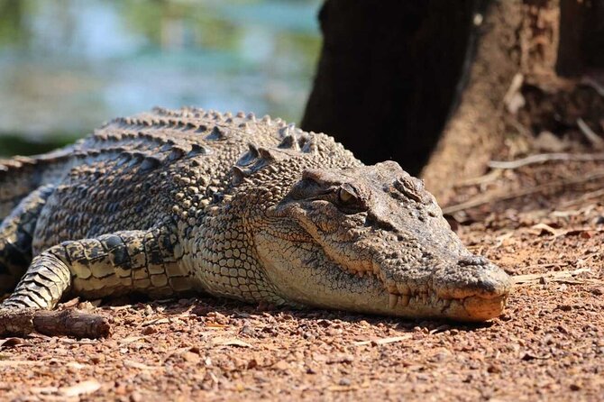 Kakadu Wildlife Escape Fogg Dam or Crocodile Cruise from Darwin - Key things that make this Kakadu day work