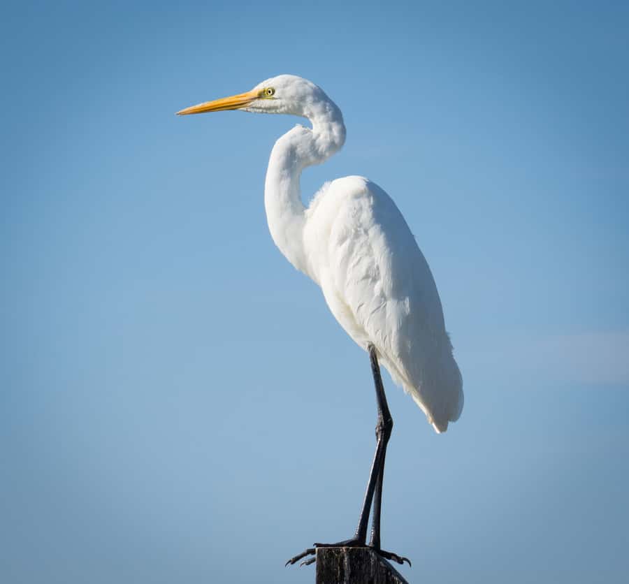 Kalbarri: Murchison River Wilderness Wildlife Cruise - Who should book this cruise?