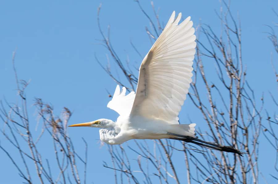 Kalbarri: Murchison River Wilderness Wildlife Cruise - The first stretch up the lower Murchison, where birds do the talking
