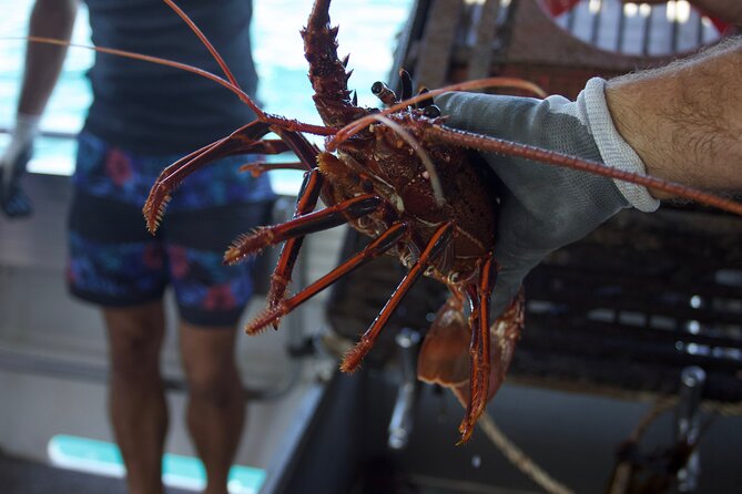 Kalbarri Rock lobster Pot Pull Tour in Kalbarri - Marine life sightings: sharks, whales, and just being out there