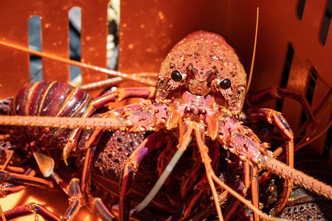Kalbarri Rock lobster Pot Pull Tour in Kalbarri - Value for money: what €50.45 gets you in real terms