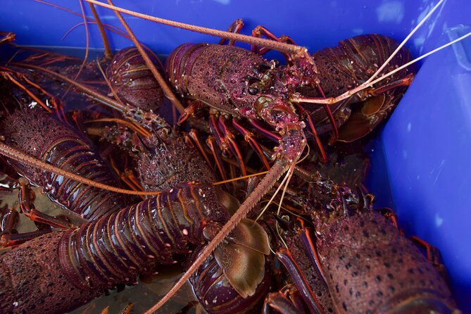 Kalbarri Rock lobster Pot Pull Tour in Kalbarri - Who this tour suits best (and who may want a different plan)