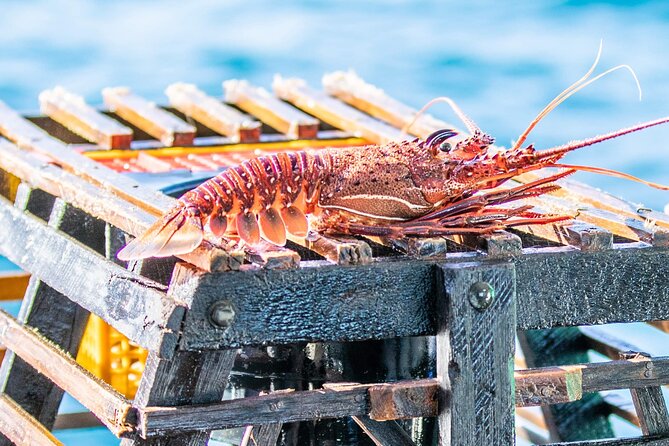 Kalbarri Rock Lobster Tours - Key Highlights You Will Care About