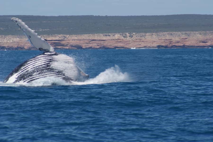 Kalbarri Whale Watching Tour - Key Highlights You Should Actually Care About