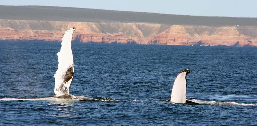 Kalbarri Whale Watching Tour - Why Kalbarri Whale Watching Feels Different in Western Australia