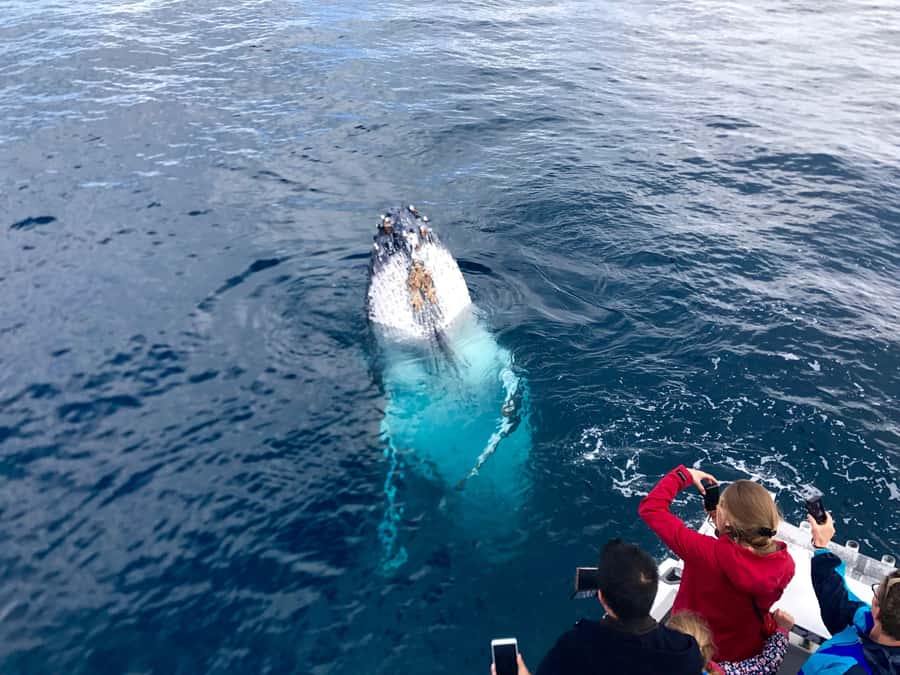 Kalbarri Whale Watching Tour - From Pen 1 at the Kalbarri Maritime Facility to the Coastline Scanning