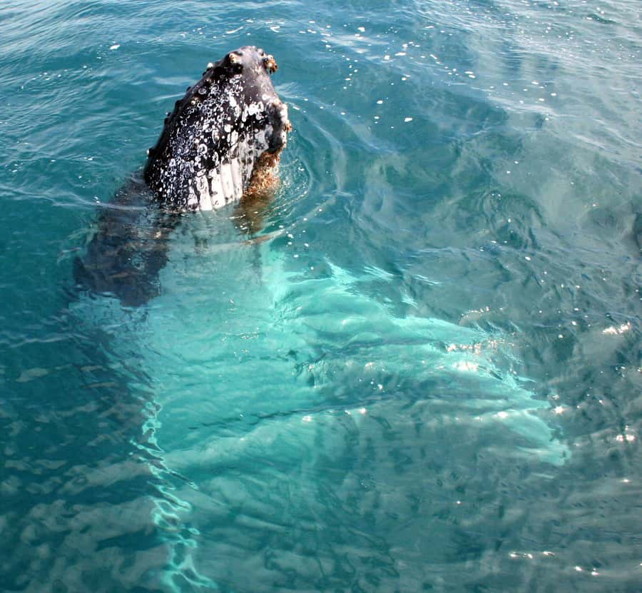 Kalbarri Whale Watching Tour - What You’re Likely to See: Humpback Moves, Frolics, and Close Passes