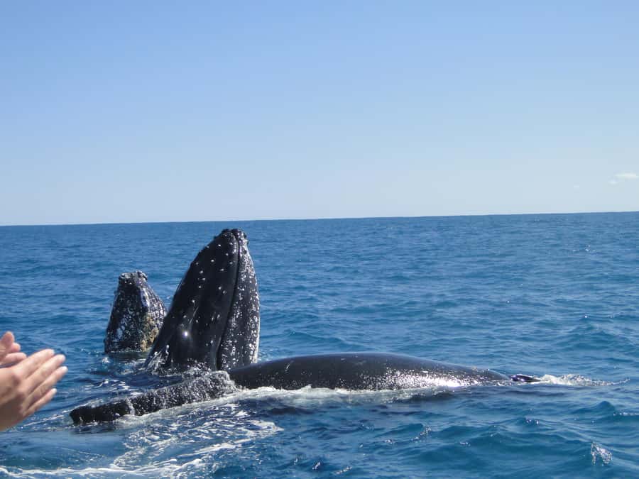 Kalbarri Whale Watching Tour - Seasickness Reality Check, and How the Crew Handles It