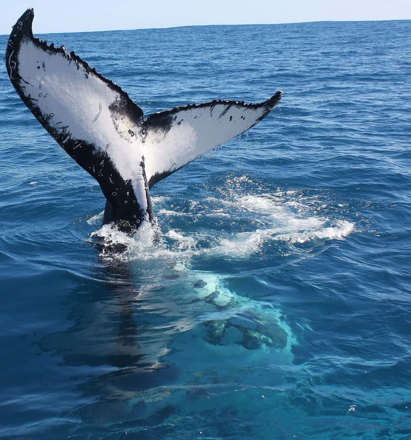Kalbarri Whale Watching Tour - Who Should Book This Tour, and Who Might Want a Different Plan