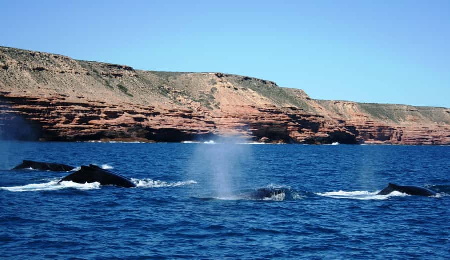 Kalbarri Whale Watching Tour - Practical Tips to Maximize Your Chances and Your Comfort