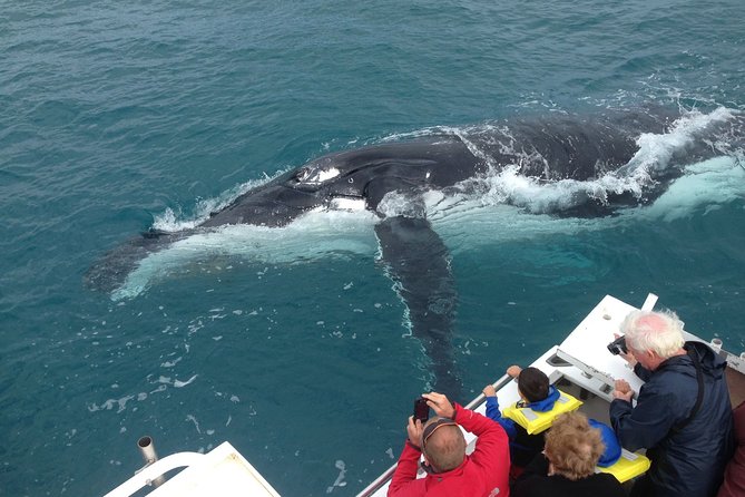 Kalbarri Whale Watching Tour Guided - Key highlights worth aiming for