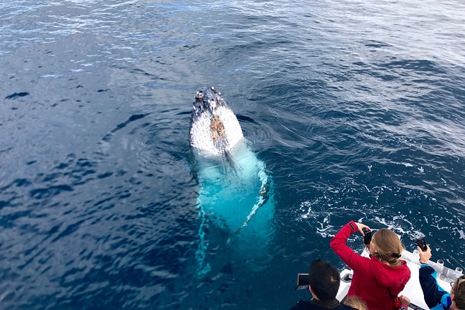 Kalbarri Whale Watching Tour Guided - The 2.5-hour cruise: what to expect from first sighting to wrap-up